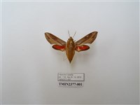 藏品(後紅斜線天蛾)的圖片